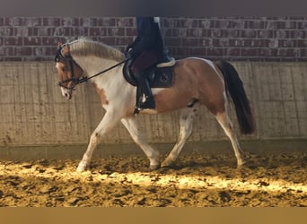 Más ponis/caballos pequeños, Caballo castrado, 7 años, 154 cm, Pío