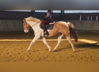 Más ponis/caballos pequeños, Caballo castrado, 7 años, 154 cm, Pío