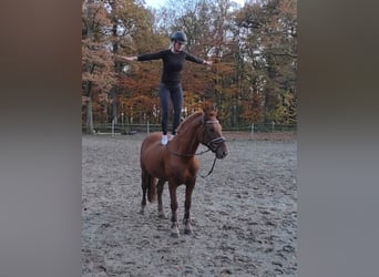 Más ponis/caballos pequeños, Caballo castrado, 7 años, 156 cm