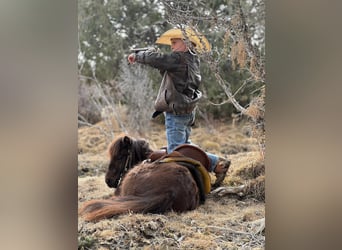 Más ponis/caballos pequeños, Caballo castrado, 7 años, 86 cm, Castaño