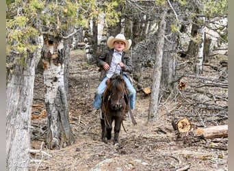 Más ponis/caballos pequeños, Caballo castrado, 7 años, 86 cm, Castaño