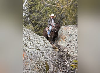 Más ponis/caballos pequeños, Caballo castrado, 7 años, 86 cm, Castaño