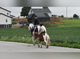 Más ponis/caballos pequeños, Caballo castrado, 7 años, 91 cm, Pío