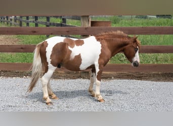 Más ponis/caballos pequeños, Caballo castrado, 7 años, 91 cm, Pío