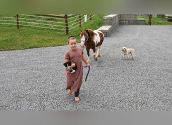 Más ponis/caballos pequeños, Caballo castrado, 7 años, 91 cm, Pío