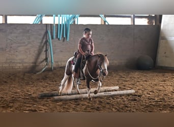 Más ponis/caballos pequeños, Caballo castrado, 7 años, 91 cm, Pío