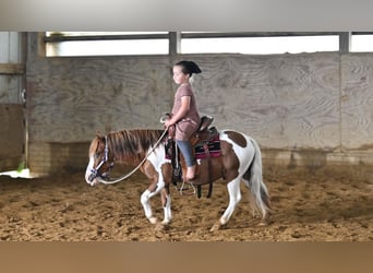 Más ponis/caballos pequeños, Caballo castrado, 7 años, 91 cm, Pío
