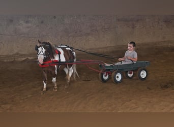 Más ponis/caballos pequeños, Caballo castrado, 7 años, 91 cm, Pío