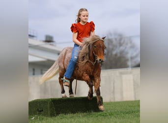 Más ponis/caballos pequeños, Caballo castrado, 7 años, 91 cm, Ruano alazán