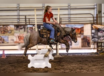 Más ponis/caballos pequeños, Caballo castrado, 7 años, 91 cm, Ruano alazán