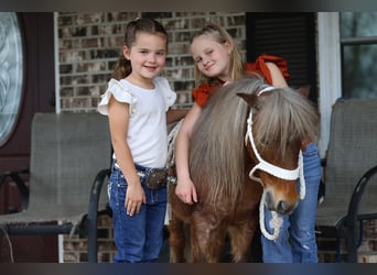 Más ponis/caballos pequeños, Caballo castrado, 7 años, 91 cm, Ruano alazán