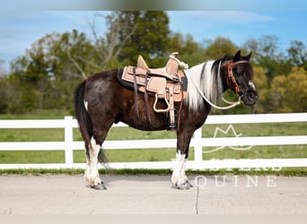 Más ponis/caballos pequeños, Caballo castrado, 7 años, 97 cm