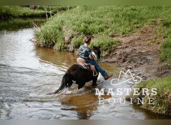 Más ponis/caballos pequeños, Caballo castrado, 7 años, 97 cm