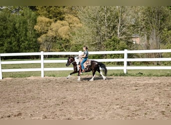 Más ponis/caballos pequeños, Caballo castrado, 7 años, 97 cm