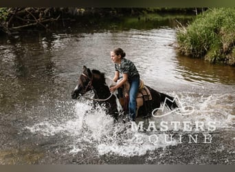 Más ponis/caballos pequeños, Caballo castrado, 7 años, 97 cm