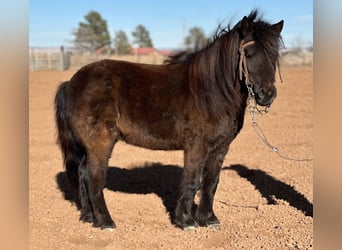 Más ponis/caballos pequeños, Caballo castrado, 7 años, 97 cm, Negro