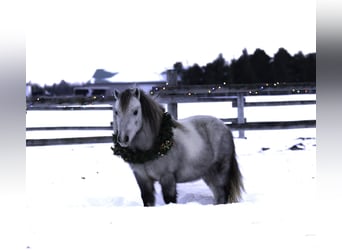 Más ponis/caballos pequeños, Caballo castrado, 7 años, 97 cm, Tordo