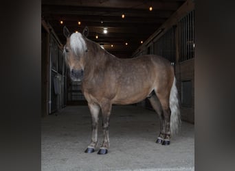 Más ponis/caballos pequeños, Caballo castrado, 7 años, 99 cm, Buckskin/Bayo