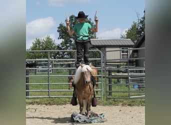 Más ponis/caballos pequeños, Caballo castrado, 7 años, 99 cm, Buckskin/Bayo