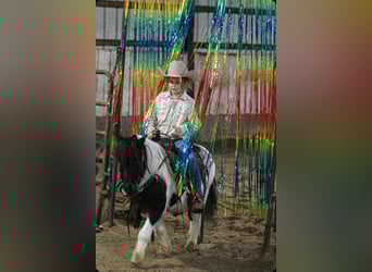 Más ponis/caballos pequeños, Caballo castrado, 7 años, 99 cm, Pío