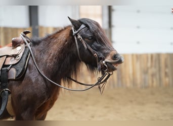 Más ponis/caballos pequeños, Caballo castrado, 8 años, 102 cm, Castaño