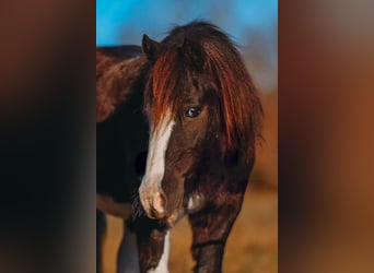 Más ponis/caballos pequeños, Caballo castrado, 8 años, 107 cm, Pío