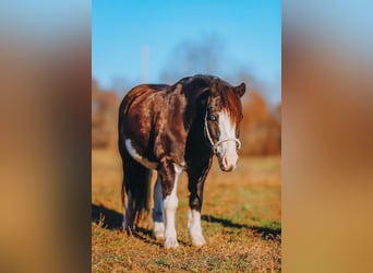 Más ponis/caballos pequeños, Caballo castrado, 8 años, 107 cm, Pío