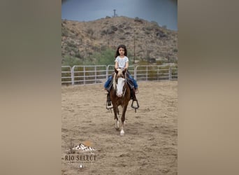 Más ponis/caballos pequeños, Caballo castrado, 8 años, 112 cm