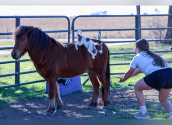 Más ponis/caballos pequeños, Caballo castrado, 8 años, 112 cm, Castaño rojizo