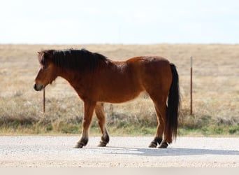 Más ponis/caballos pequeños, Caballo castrado, 8 años, 112 cm, Castaño rojizo