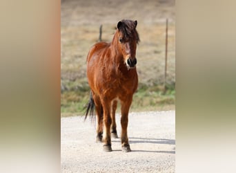 Más ponis/caballos pequeños, Caballo castrado, 8 años, 112 cm, Castaño rojizo