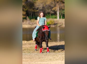 Más ponis/caballos pequeños, Caballo castrado, 8 años, 112 cm, Negro