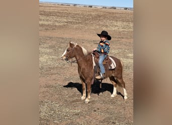 Más ponis/caballos pequeños, Caballo castrado, 8 años, 114 cm, Ruano alazán