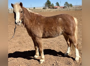 Más ponis/caballos pequeños, Caballo castrado, 8 años, 114 cm, Ruano alazán