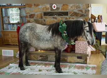 Más ponis/caballos pequeños, Caballo castrado, 8 años, 114 cm, Tordo