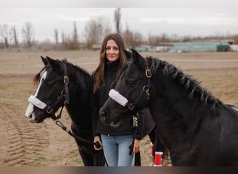 Más ponis/caballos pequeños, Caballo castrado, 8 años, 120 cm