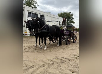 Más ponis/caballos pequeños, Caballo castrado, 8 años, 120 cm, Negro