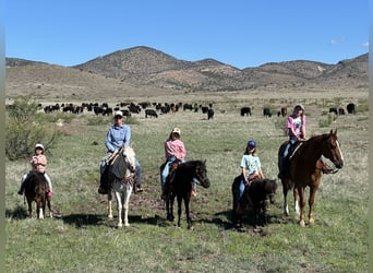 Más ponis/caballos pequeños, Caballo castrado, 8 años, 122 cm, Negro