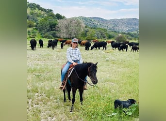 Más ponis/caballos pequeños, Caballo castrado, 8 años, 122 cm, Negro