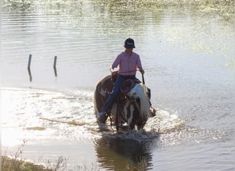 Más ponis/caballos pequeños, Caballo castrado, 8 años, 122 cm, Pío