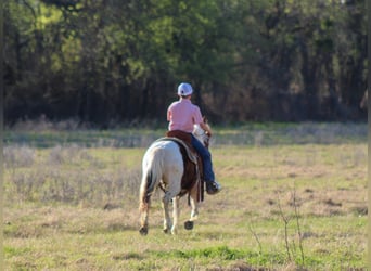 Más ponis/caballos pequeños, Caballo castrado, 8 años, 122 cm, Pío
