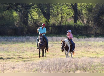 Más ponis/caballos pequeños, Caballo castrado, 8 años, 122 cm, Pío