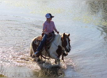 Más ponis/caballos pequeños, Caballo castrado, 8 años, 122 cm, Pío