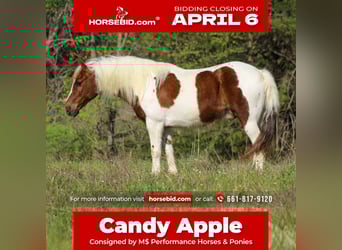 Más ponis/caballos pequeños, Caballo castrado, 8 años, 122 cm, Pío