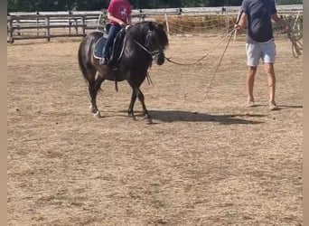 Más ponis/caballos pequeños, Caballo castrado, 8 años, 125 cm, Castaño oscuro