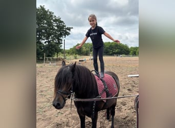 Más ponis/caballos pequeños, Caballo castrado, 8 años, 125 cm, Castaño oscuro