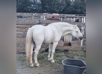 Más ponis/caballos pequeños, Caballo castrado, 8 años, 125 cm, Tordo