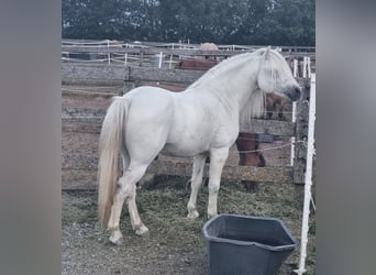 Más ponis/caballos pequeños, Caballo castrado, 8 años, 125 cm, Tordo