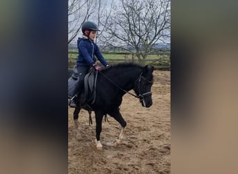 Más ponis/caballos pequeños, Caballo castrado, 8 años, 126 cm, Negro