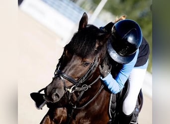 Más ponis/caballos pequeños, Caballo castrado, 8 años, 130 cm, Negro